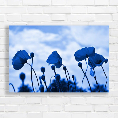 Red poppy floral - poppy, sky