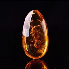 Scorpion polybern - scorpion,