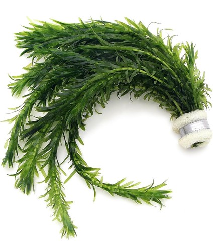 Bunch stems elodea densa - stems,