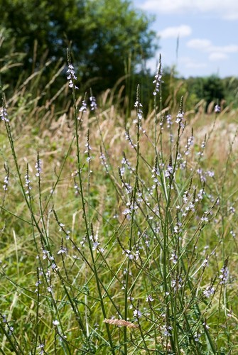 Vervain plants 9cm pot - plants, |