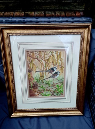 Birds long tailed - birds,