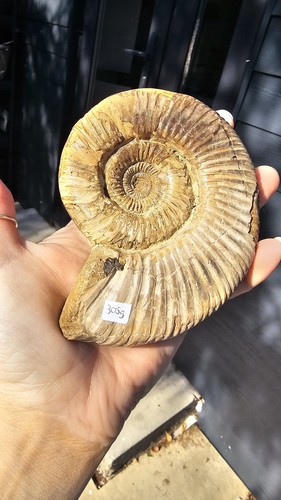 Large natural fossil - fossil, ammonite
