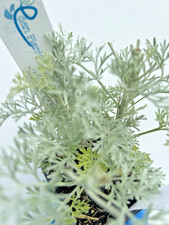 Artemisia 'Powis Castle'  -