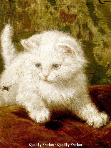 White kitten dragonfly - white,