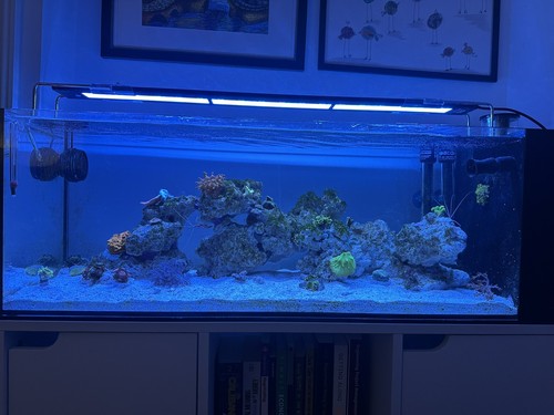 Blade grow 30in reef - grow,