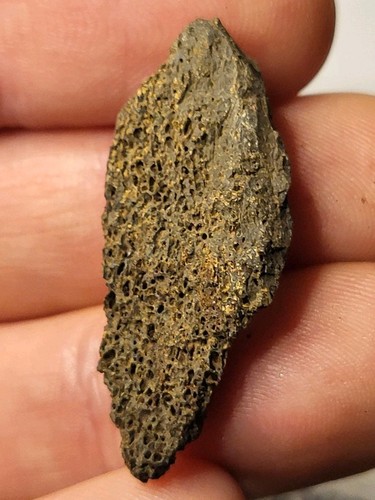 Real dinosaur fossil hell - real,