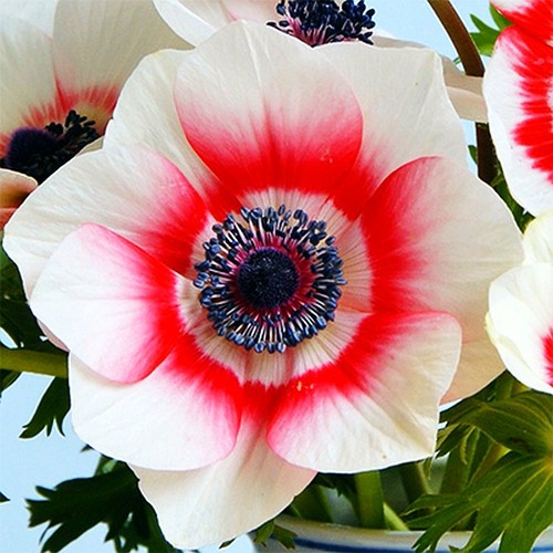 Japanese anemone caen - 35,