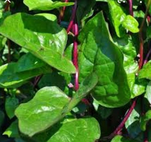 Bangladeshi red poi shak - red(lal),