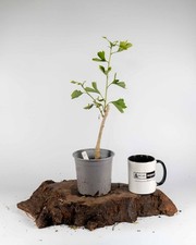 Ginkgo Bonsai Starter Tree –