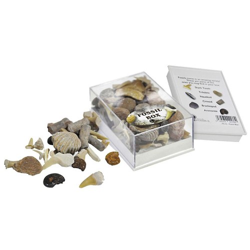 British fossils fossil box - fossils,