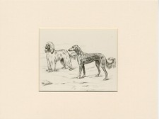SALUKI AND AFGHAN HOUND OLD 1934 MOUNTED DOG ART PRINT by PERSIS KIRMSE