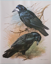 BEAUTIFUL BASIL EDE BIRD PRINT