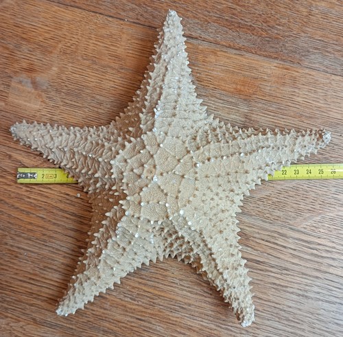 Star fish large - star,
