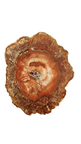 Petrified wood slice - petrified,
