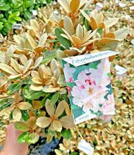 Rhododendron Queen Bee - Rare Large XXL 4Ltr Pot Flowering Evergreen Shrub Hardy