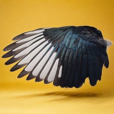 Real Magpie Wing, Carrion Curo