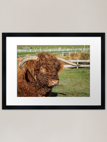 Highland bull framed art print - framed,