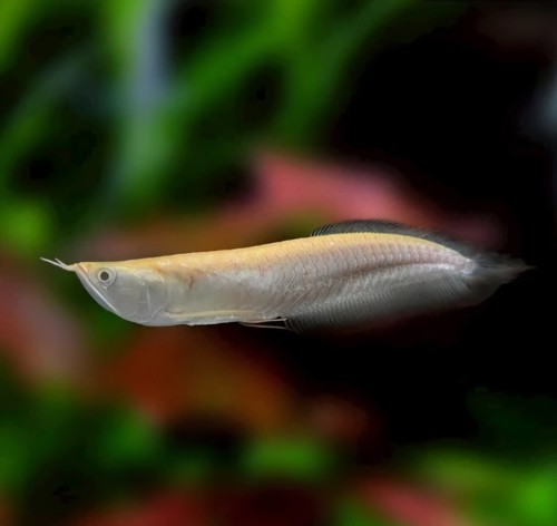 Albino silver arowana - albino, (3-inch