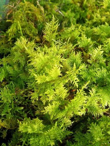Live moss many - many, different