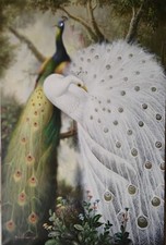 "Peacock & Peahen" by Kilian