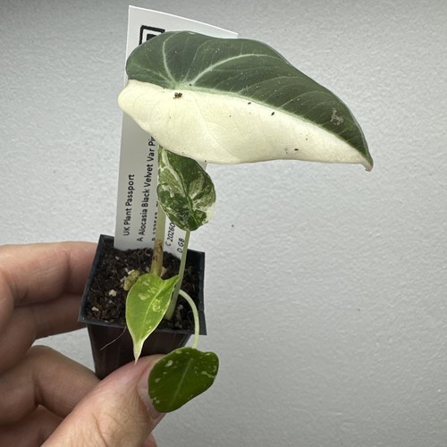 Alocasia black velvet
