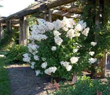 Hydrangea Paniculata Unique - Flowering Garden Shrub