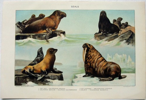 Seals original 1902 - 1902, dated