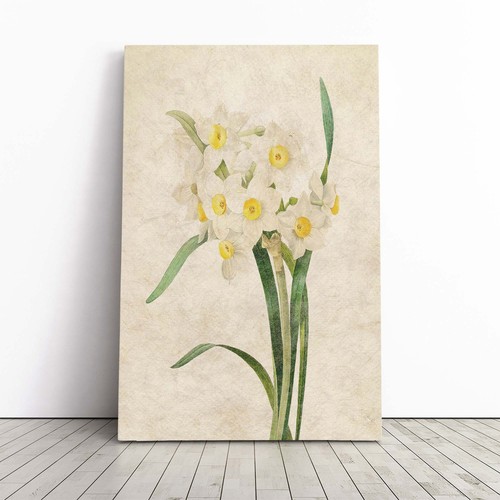 White daffodils flowers - white,