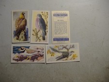 Brooke Bond tea cards Bird Portraits with address (7958) 5/50 variable condition