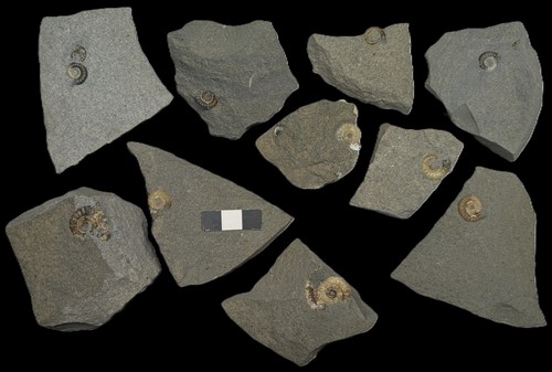 Unprepared ammonite - unprepared,