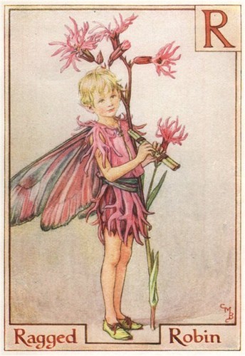 Ragged robin fairy by - r, =