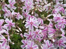 Creeping Phlox Subulata 'Candy