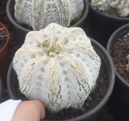 Astrophytum asterias wysiwyg - astrophytum,