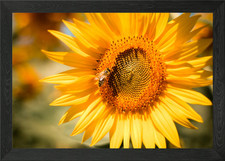 Sunflower with a Bee Framed