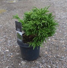 Cryptomeria japonica serama - japonica,