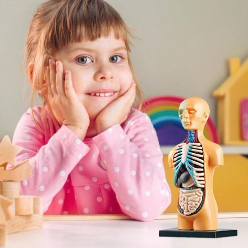 Removable anatomical human - anatomical,
