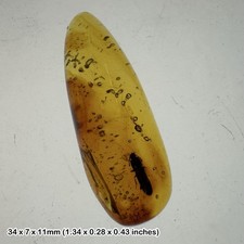 Burmese cretaceous amber - , with