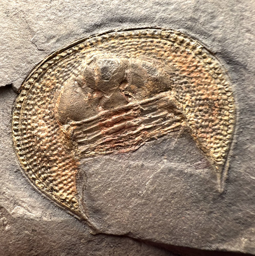 Large declivolithus titan - declivolithus,