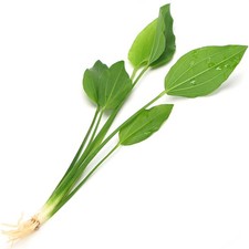 Echinodorus Argentinensis Live