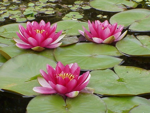 Red water lily attraction - attraction, live