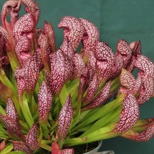 Sarracenia scarlet belle - sarracenia,