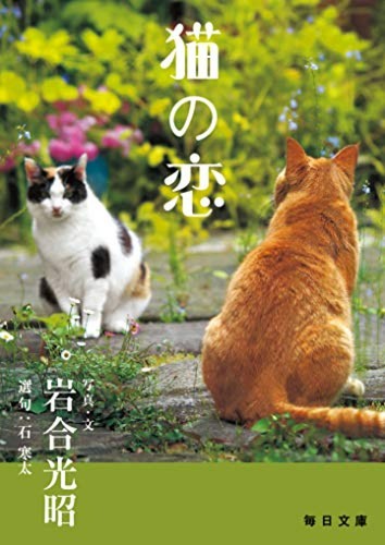 Cat love neko koi - love, no