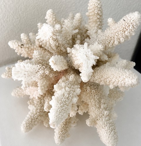 Natural branching staghorn - branching,