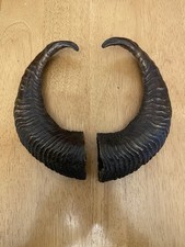  Rams Horns X 1 Pair 