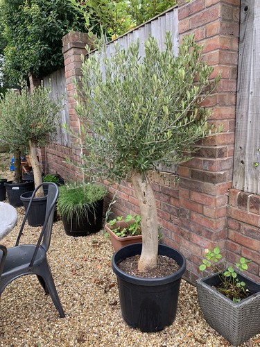Standard olive tree - standard,
