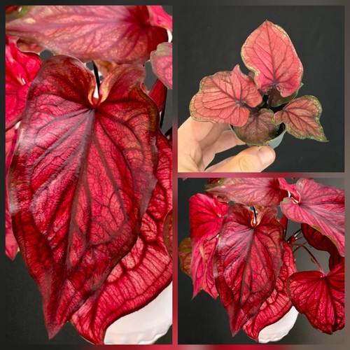 Caladium desert sunset - caladium, sunset'.