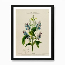 Bluebells Art Print Framed