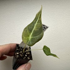 Alocasia black velvet Gold