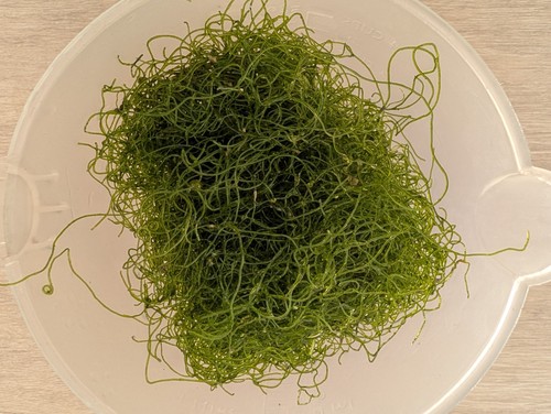 Chaetomorpha macro - (cheato),