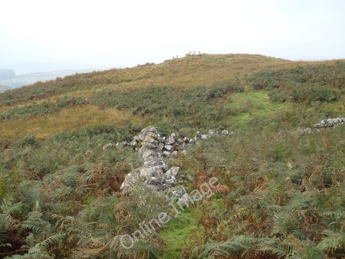 Photo 12x8 ruined - photo, sheep